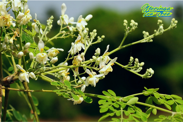 Moringa Tea: The Superfood Brew